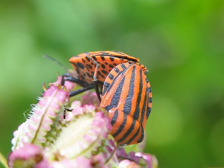 Graphosoma lineatum italicum dei dintorni di Firenze